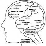 Brain Functions